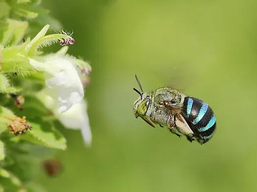 一抹藍色的小幽靈 一抹藍色的小幽靈