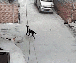 冬天來了,家裡養這幾種狗的要看緊了,別被壞人偷走了 冬天來了,家裡養這幾種狗的要看緊了,別被壞人偷走了