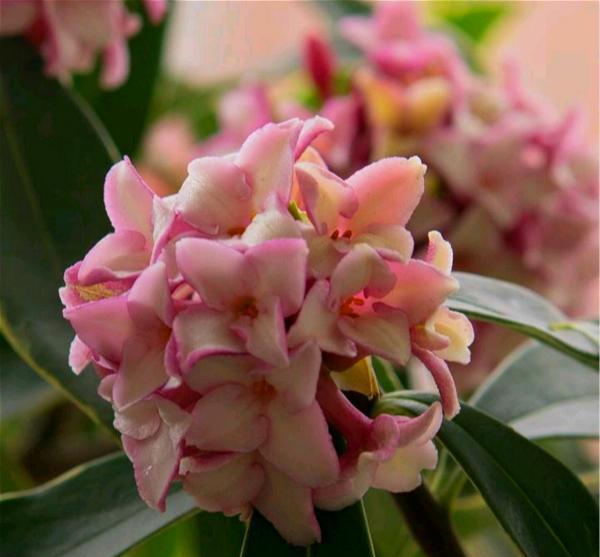 7種“吉利花”，冷天“扦插”更合適，溫度合適“利於”生根