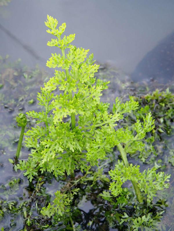 海南海口：城市公園裡的奇妙眾生相