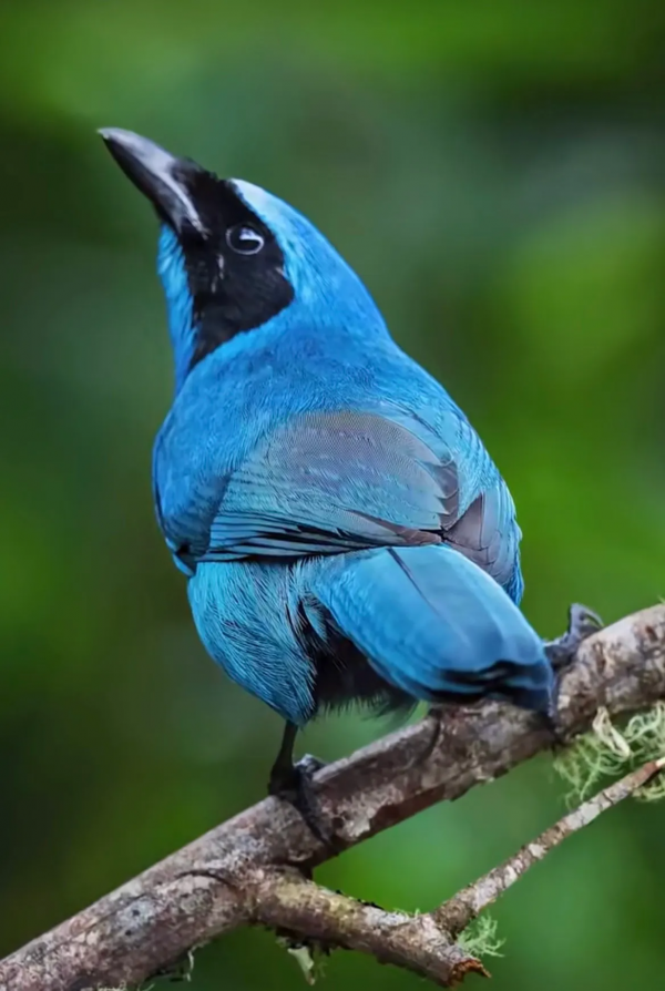 珍稀鳥兒60種，喜歡的來看了