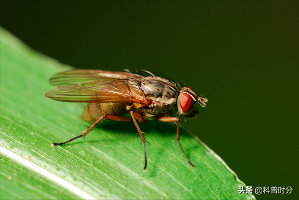 不同動物眼中的世界，看完你還相信我們看到的世界才是真實的嗎？