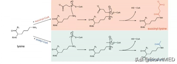 趙國屏/趙維團隊在蛋白質翻譯後修飾互作領域取得新進展 趙國屏/趙維團隊在蛋白質翻譯後修飾互作領域取得新進展