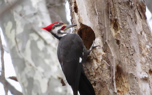 啄木鳥究竟是森林醫生,還是樹木殺手?它到底是益鳥還是害鳥? 啄木鳥究竟是森林醫生,還是樹木殺手?它到底是益鳥還是害鳥?