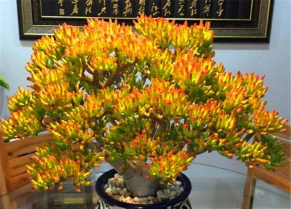 “家裡有棵樹，代代都富有”！室內養樹，建議從這9種裡面選