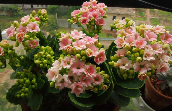 利於健康的吉祥花,建議從這12種裡面選擇,好養大氣有旺宅的寓意 利於健康的吉祥花,建議從這12種裡面選擇,好養大氣有旺宅的寓意