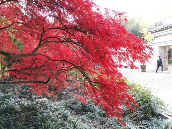 南翔時光（一）“古韻南翔”