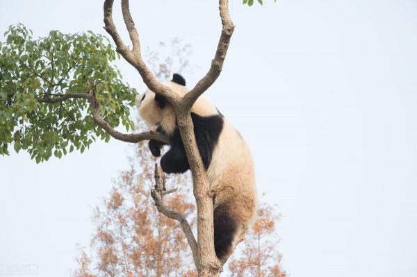 憨態可掬的熊貓寶寶