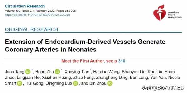 周斌&sol;駱清銘合作揭示哺乳動物新生期心臟冠狀動脈生成新機制