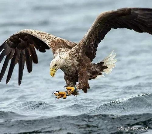 貓的神經傳導速度，可以輕易趕超高鐵