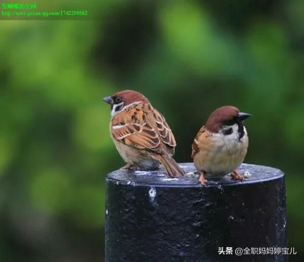 分享——比翼鳥