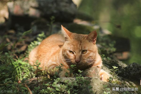 貓伯伯是一隻怎樣的貓,理由是什麼?豐子愷筆下的貓伯伯 貓伯伯是一隻怎樣的貓,理由是什麼?豐子愷筆下的貓伯伯