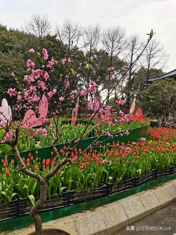 寒冬花展一一植物園百花爭迎春