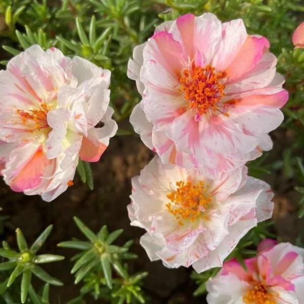 新手入門花，好養易爆盆，景色美，一片綠油油的