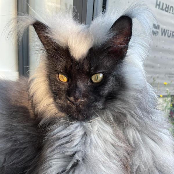 外國妹子養了只猴裡猴氣的緬因喵,這畫風,太大佬了 外國妹子養了只猴裡猴氣的緬因喵,這畫風,太大佬了