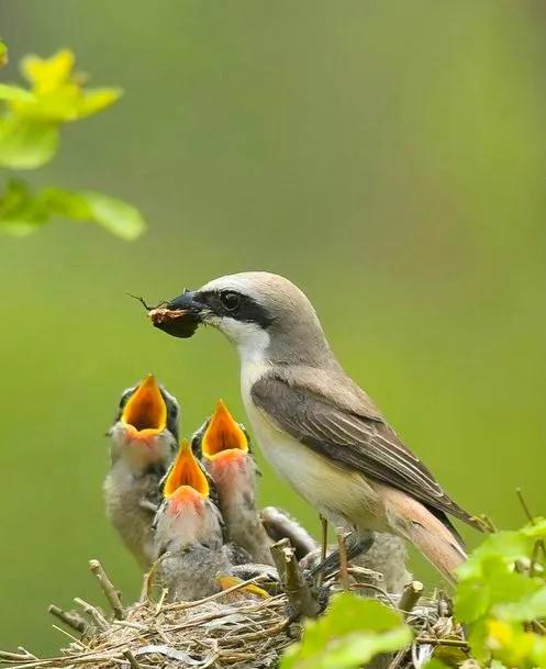不同種類的“鳥媽媽”有一樣的愛
