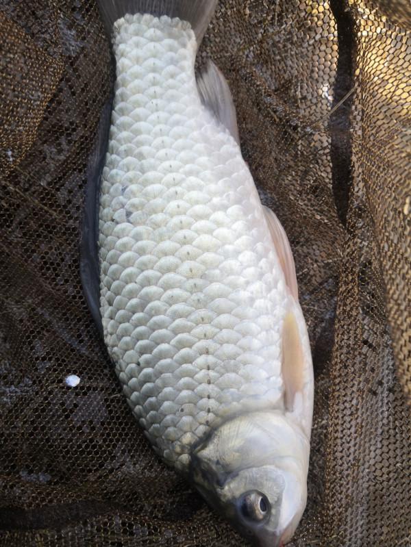 梅姐成功霸佔老公釣位,迎來新年開門紅 梅姐成功霸佔老公釣位,迎來新年開門紅