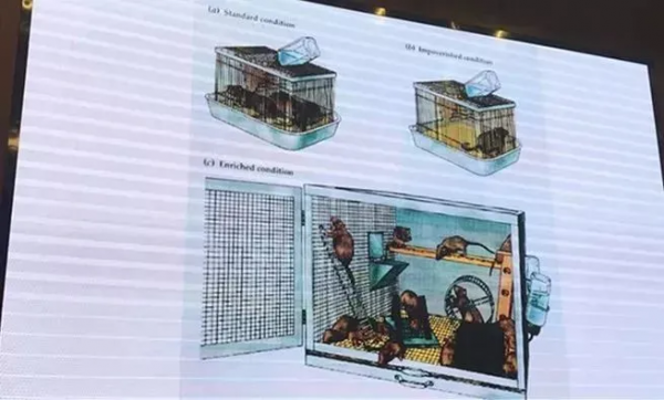 如何抓準年齡節點發展孩子大腦？腦科學家權威分析：只需把握5點