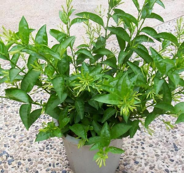 這“4種”花卉,漂亮好養活,比香水還香,養1棵就能滿室飄香 這“4種”花卉,漂亮好養活,比香水還香,養1棵就能滿室飄香