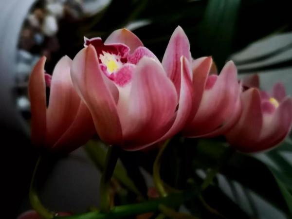 過冬三件套一讀書煮茶+養花