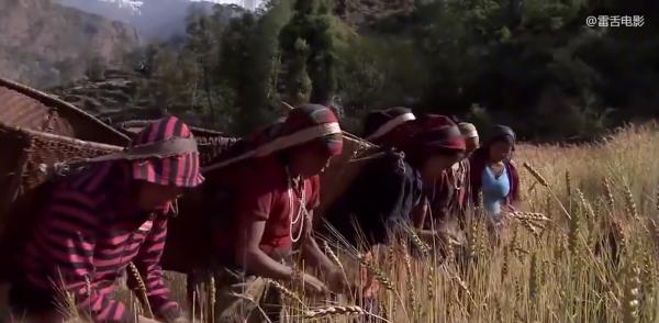 14歲少年爬100米懸崖採蜂蜜,給3個弟妹賺學費!紀錄片 14歲少年爬100米懸崖採蜂蜜,給3個弟妹賺學費!紀錄片