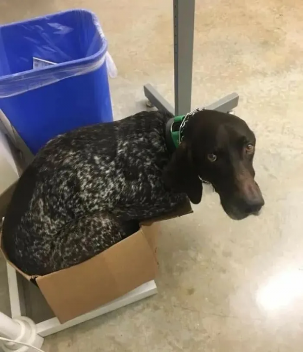 被殘疾貓媽養大的小豬,堅定地認為自己是隻貓,網友:豬咪? 被殘疾貓媽養大的小豬,堅定地認為自己是隻貓,網友:豬咪?