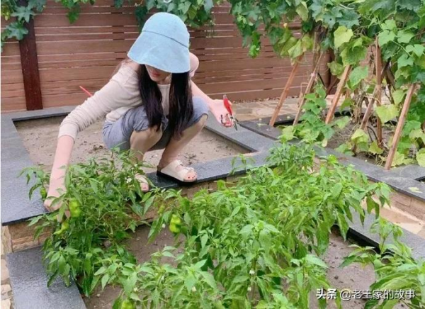 自打張馨予痴迷種菜當“農婦”後，自己家的院子，居然火了