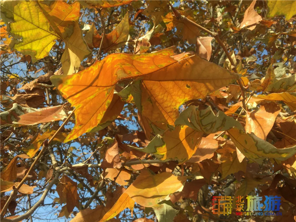唯美浪漫！京城這個公園的水杉還紅著，錯過等明年~【送年票】