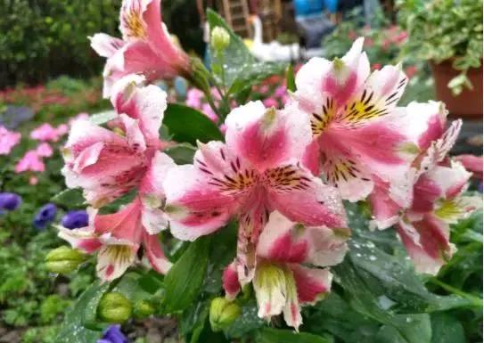 農曆8月20開始,養這幾款植物,花開芳香四溢,養家裡賞心悅目 農曆8月20開始,養這幾款植物,花開芳香四溢,養家裡賞心悅目