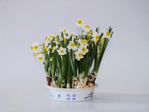 家裡養這8種“香香花”，芳香又殺菌，越養越健康