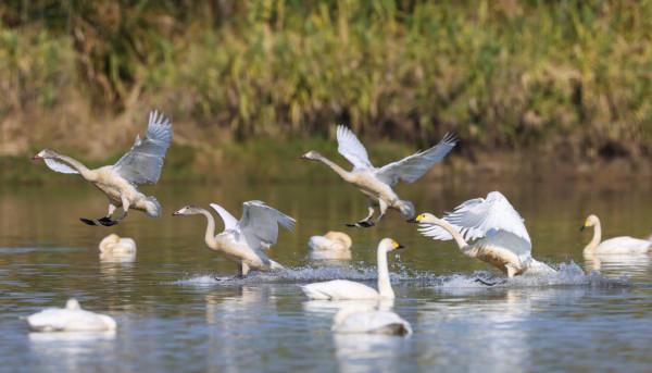慢直播丨五城雲守護候鳥越冬，一鏡看盡遷徙實況