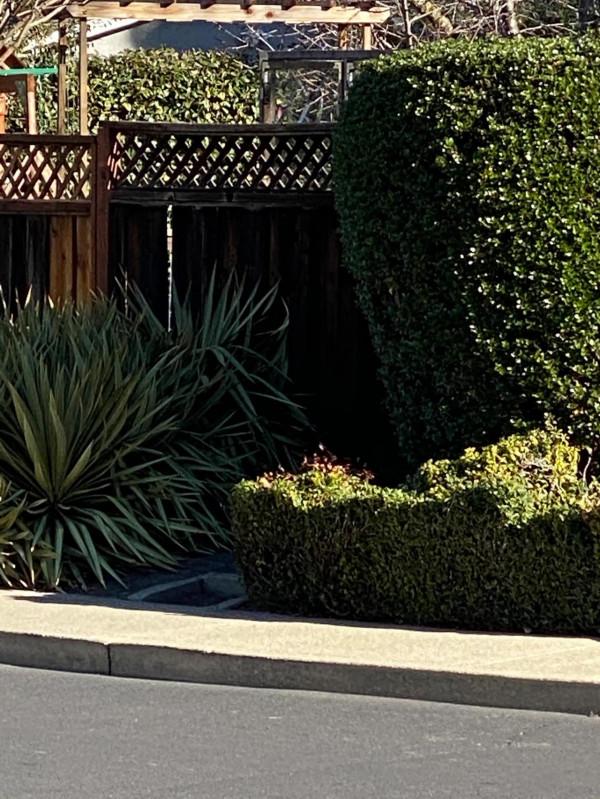 發生在我的美國鄰居們之間的故事