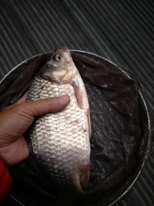 君威君臣：&OpenCurlyDoubleQuote;聯想&rdquo;釣魚人福音快到了，從允許開捕，到允許開釣