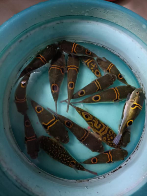 改拉餌釣浮之後，熟悉又陌生的感覺紛紛來襲