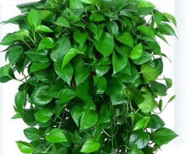 朋友看到我養綠蘿，讓我趕緊扔掉，理由是“一棵綠蘿藏七個鬼”