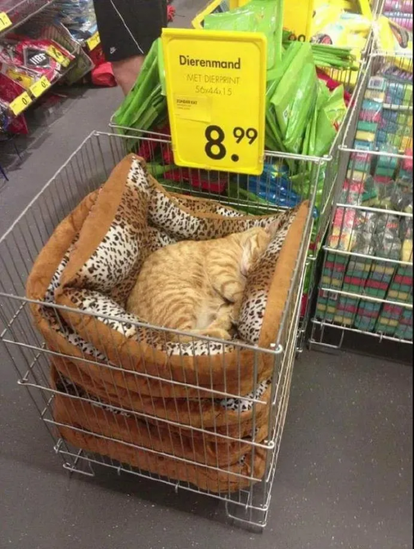 好勤勞的貓貓，小小年紀就出來打工補貼家用了