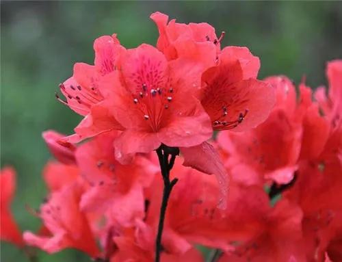 十二月生每個月對應的十二種生日花