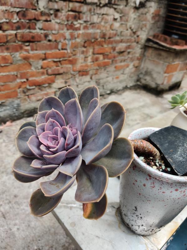 想讓多肉快速上色,“一動作”反覆做,當月養成妖豔“肉墩子” 想讓多肉快速上色,“一動作”反覆做,當月養成妖豔“肉墩子”