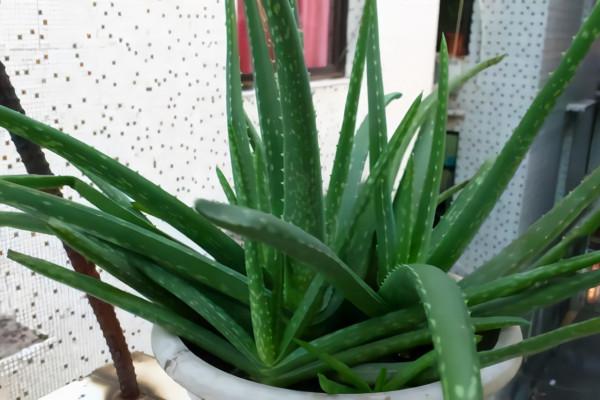 才發現用露臺打造花園已經初具規模了,那叫一個漂亮,給大家瞧瞧 才發現用露臺打造花園已經初具規模了,那叫一個漂亮,給大家瞧瞧