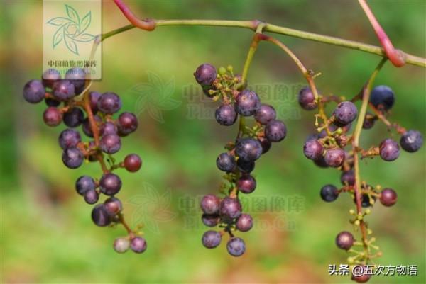 10種東北小“野”果，是不是你的童年回憶？