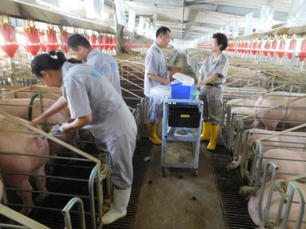 9層豪華“酒店”居住8000頭母豬，上下電梯不掃圈不喂料，長啥樣