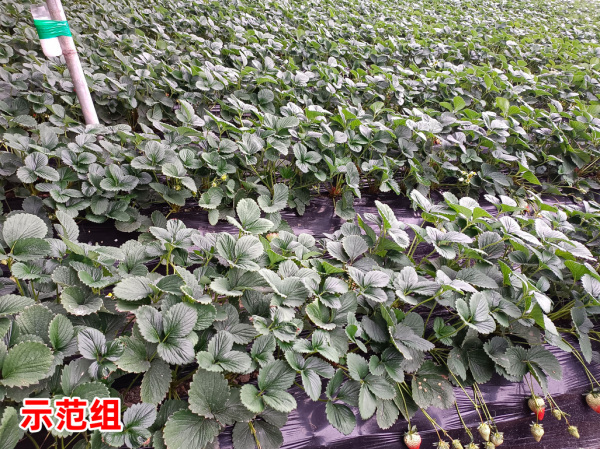 微藻生物技術助推草莓提質增產