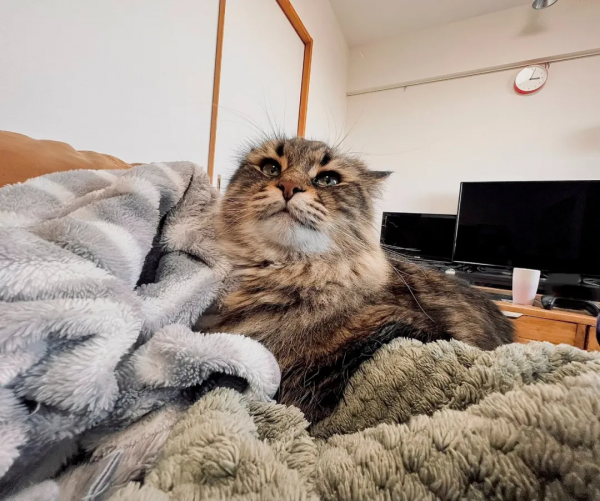 被10萬人圍觀的貓咪表情帝，堪稱貓界的楊迪，連日常都是戲