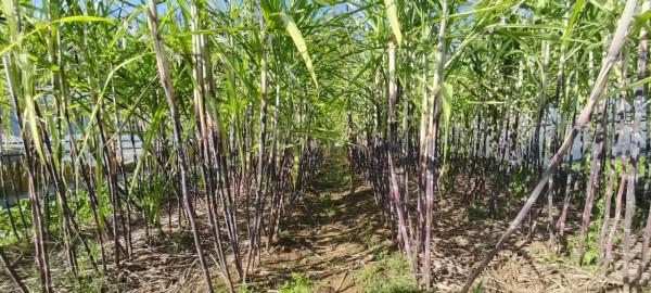 龐各莊甘蔗豐收了