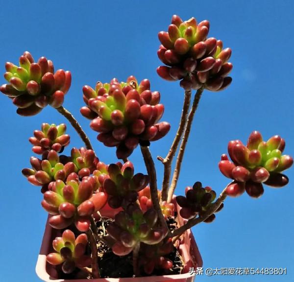 6種多肉養成老樁太漂亮了，養再多都不嫌夠，適合新手養殖哦