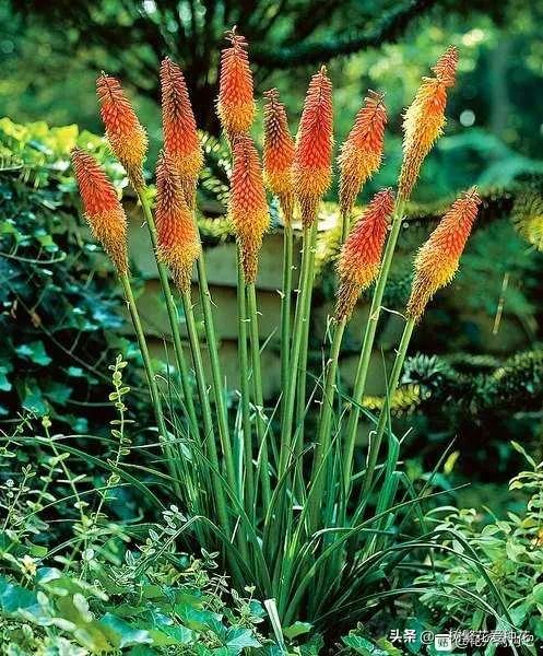 一年四季種啥花，推薦這56種花，詳細特點，讓你買到更適合自己的