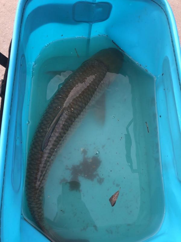 飛機塘上飛，遍地是墳墓，釣淺水小魚拖著玉米跑