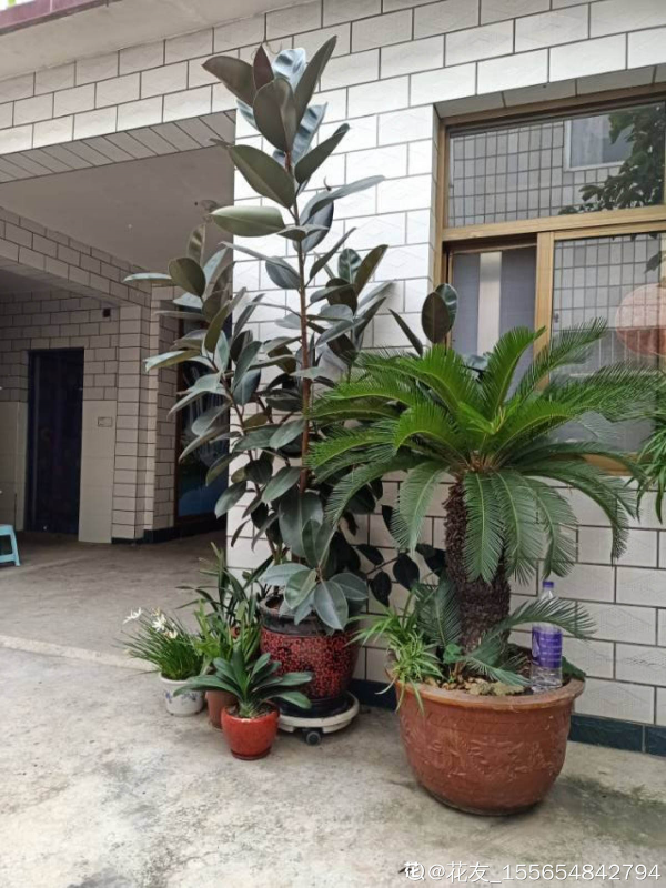 家裡有院子的,4種樹鎮宅好寓意,創造條件也要種 家裡有院子的,4種樹鎮宅好寓意,創造條件也要種