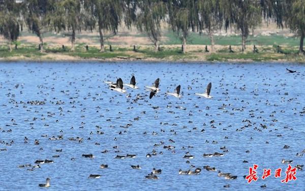 府河觀鳥漸進最佳觀賞期