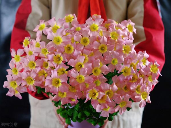 花盆越小開花越好的“皮實”花，塞進小花盆裡，好養又好看
